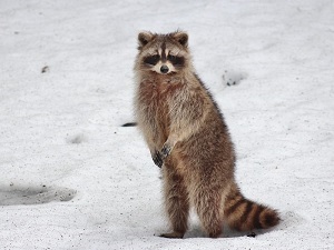 Raccoon Stealer Malware Is New One To Watch For